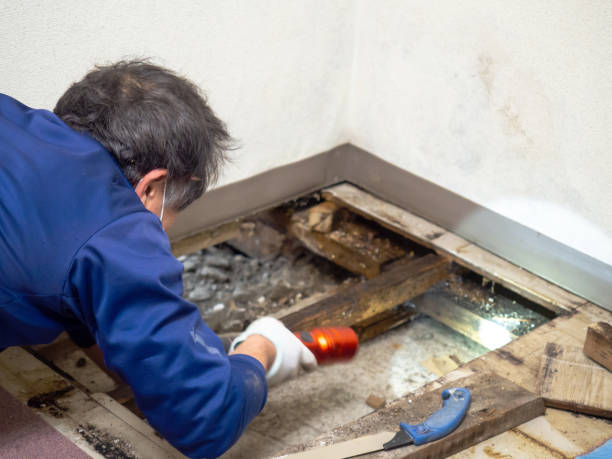 Best Mold Testing  in Fairbanks Ranch, CA