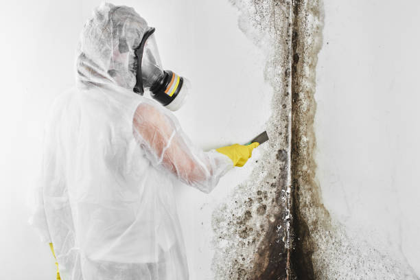 Reliable Fairbanks Ranch, CA Mold Removal Solutions