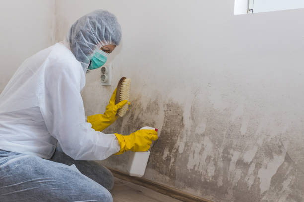 Best Fast Mold Removal  in Fairbanks Ranch, CA