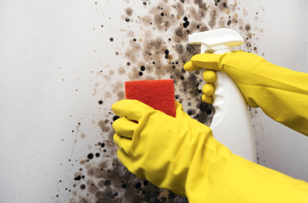 Best Commercial Mold Removal  in Fairbanks Ranch, CA