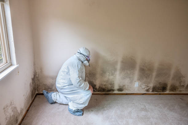 Best Mold Damage Repair  in Fairbanks Ranch, CA